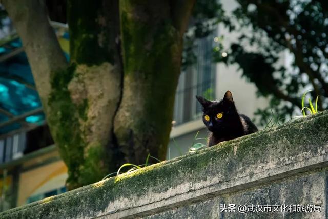 你好，珞珈山的夏天……