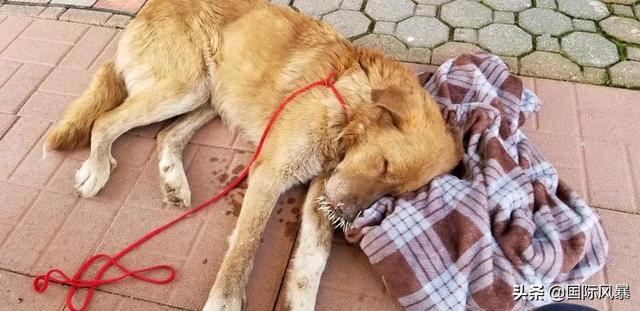 巴西土狗多次挑战豪猪，脸上却被扎满数百根刺，狗主人：免费针灸
