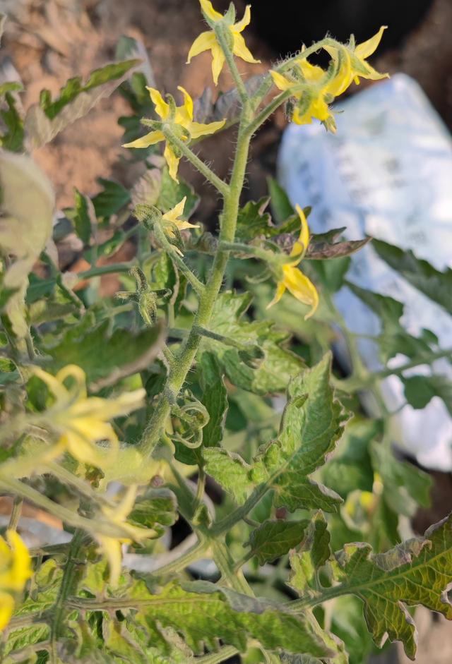 圣女果种植