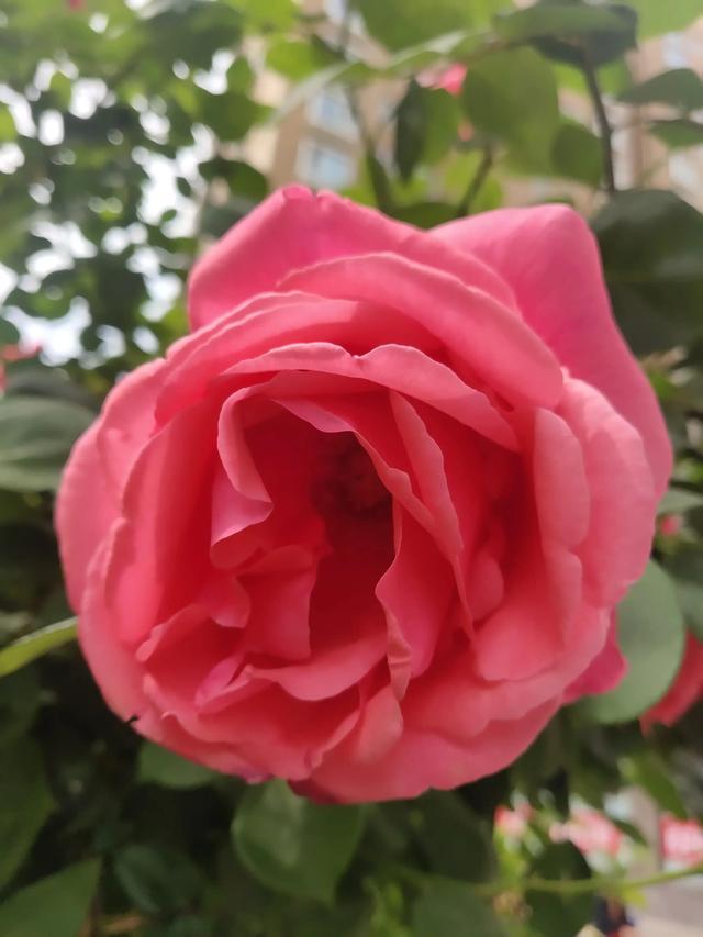 美丽的鲜花，姹紫嫣红，芬芳扑鼻，令人心情愉悦