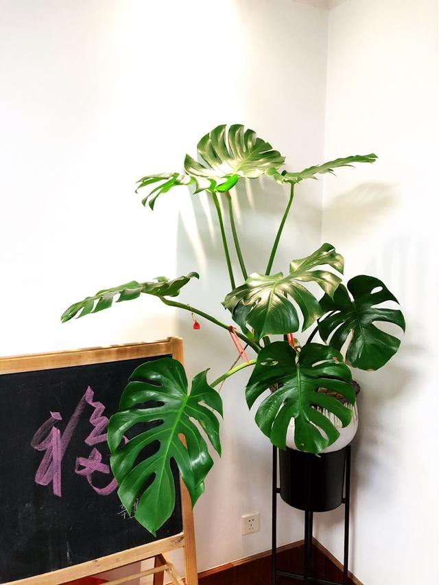 净化空气的植物 净化空气的植物（净化空气的植物室内花） 生活