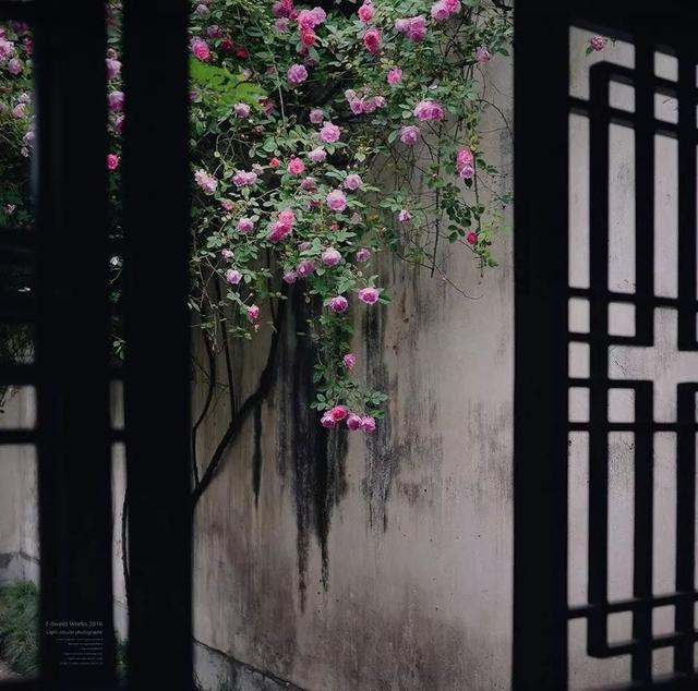 懂院子的人，一定懂生活