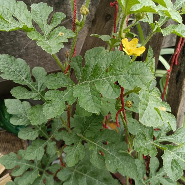 西瓜的整枝留蔓方法有很多,有单蔓留枝,双蔓留枝,三蔓留枝以及多蔓留