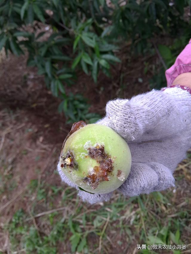 小小钻心虫，果树大危害，防治有技巧，果农使用这几招4