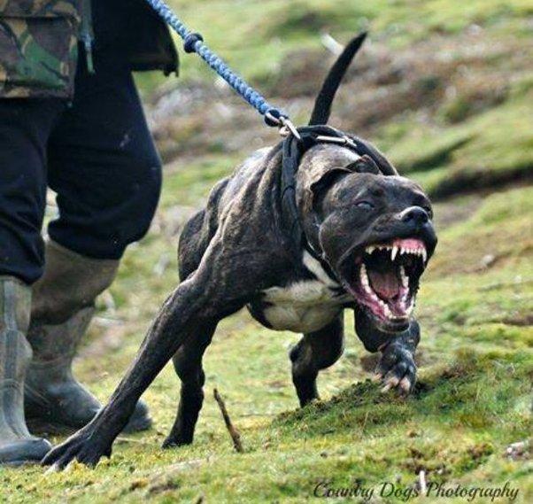 杜高犬咬死藏獒视频