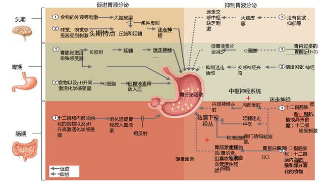 胃肠粘膜修复，7分靠养，营养师教你如何养好肠胃