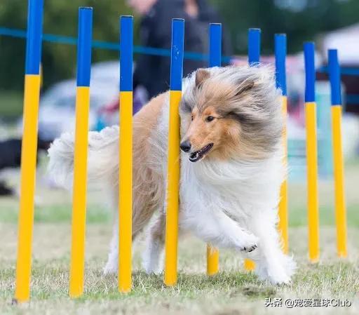 苏格兰牧羊犬价格