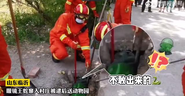 3米眼镜王蛇现身山东临沂！这绝不是好事，或有人故意放生剧毒蛇