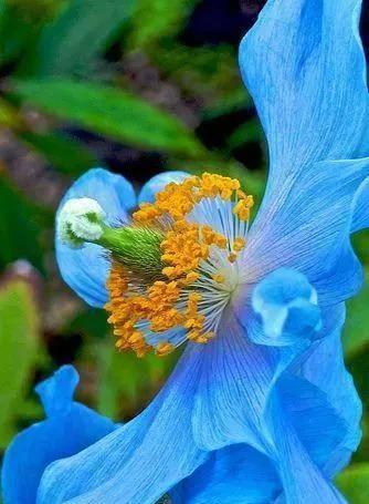 美丽的鲜花，姹紫嫣红，令人心情大好