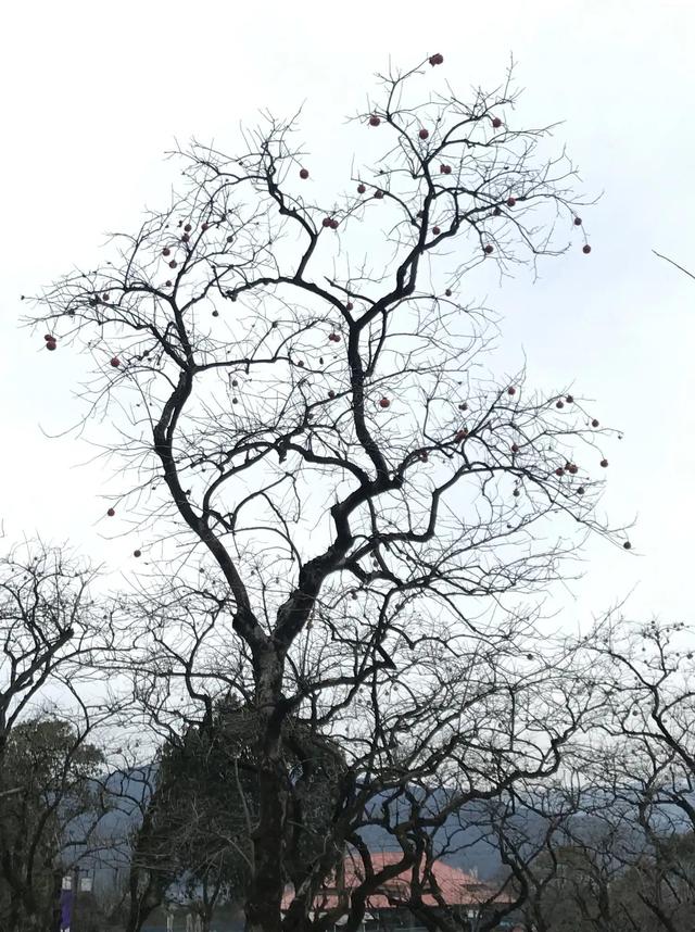 萧山未来大地 Zh中文网