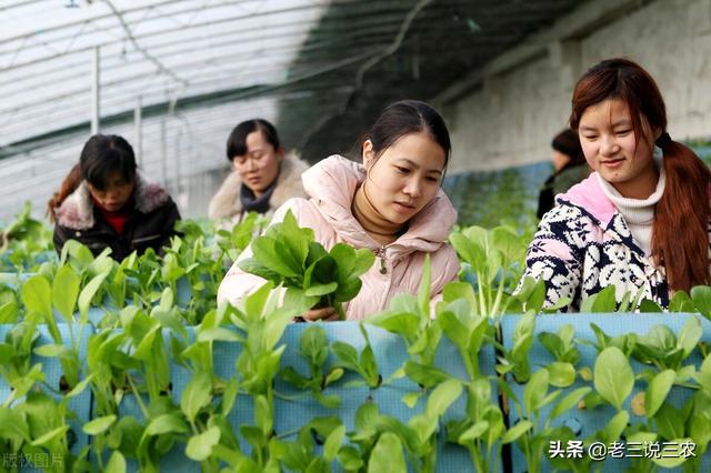 叶面肥有啥好处？怎样才能买到满意药，如何使用亩增收30%以上？