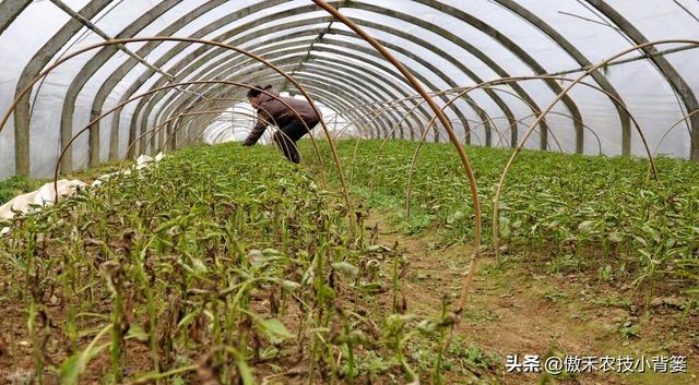 芸苔素内酯和胺鲜酯（DA-6），哪个更适合在冬季低温环境下使用？11