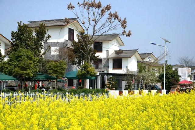 崇州田园花海“诗”会，等你来