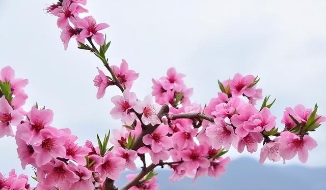 惊艳，十面桃花让你醉