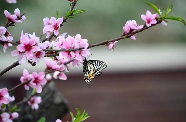 美丽的鲜花，姹紫嫣红，芬芳扑鼻，令人心情愉悦