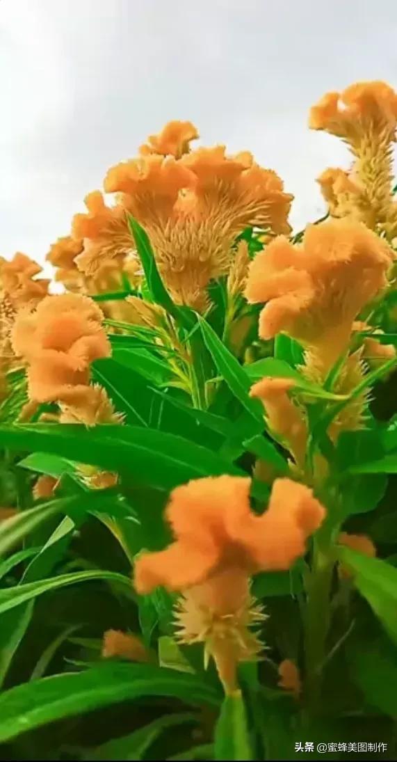 鲜花，因盛开而芬芳，因走过而醉人