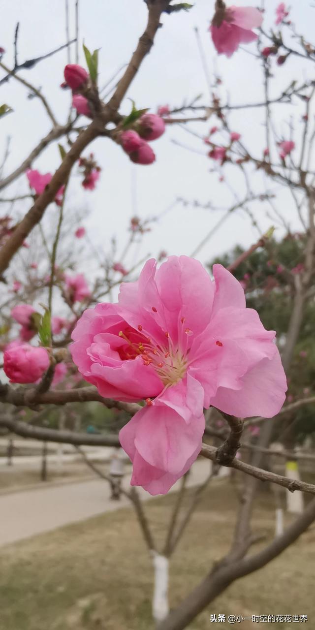四月最美诗句