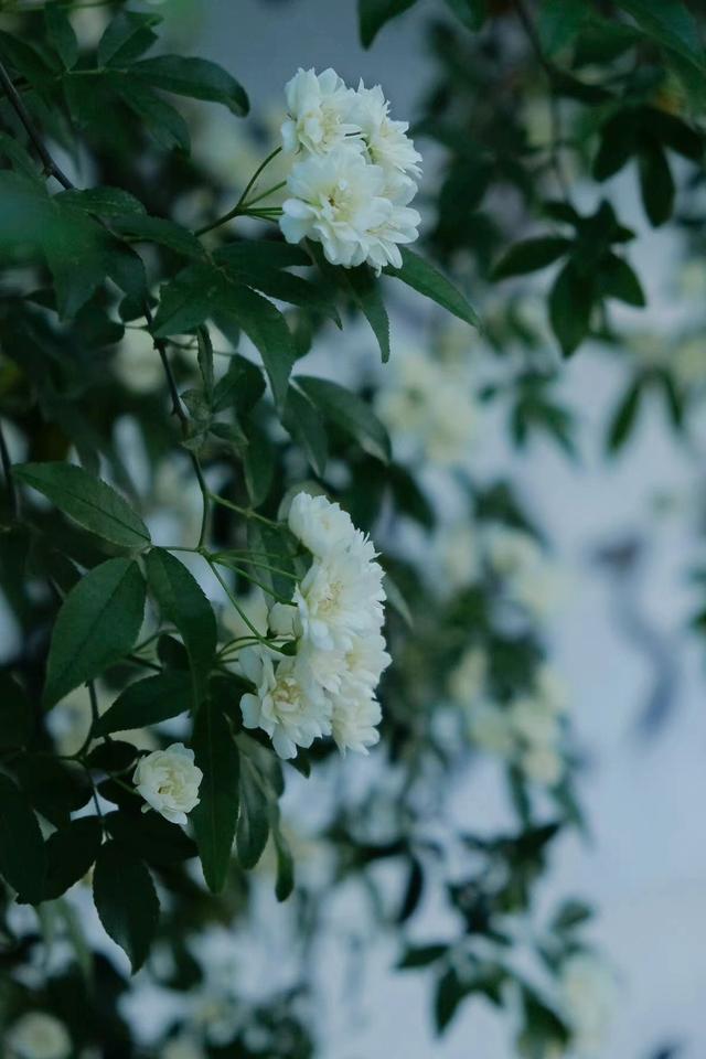 散文：时光美好，要懂得一个人安静，一个人默默修行