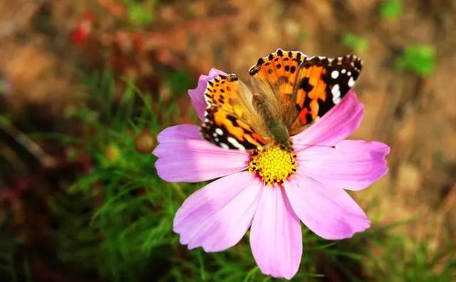 回顾春天百花争艳、招蜂引蝶图片大赏