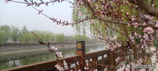 花开杨柳青