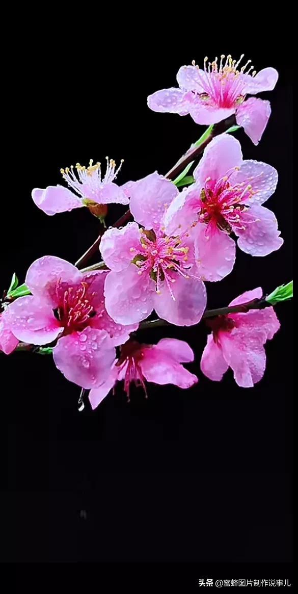 春花烂漫，竞相绽放，鸟语花香