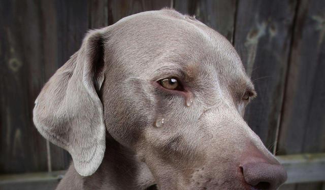 狗狗流鼻血預示著什麼(狗鼻子為什麼會流鼻血)-艾拉養犬