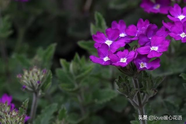 紫玫瑰花