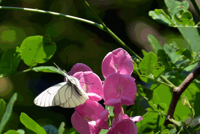 行香子：槐花