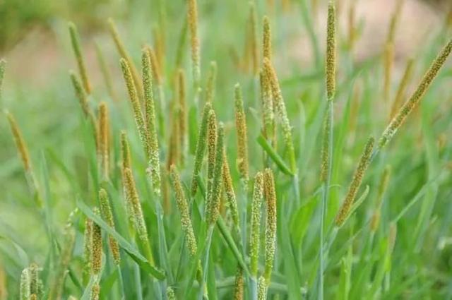 田边一杂草，人称“棒槌草”，用来煮水好处多，你家乡或许就有3