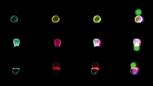 初生牛犊不怕虎！新冠病毒为何对婴幼儿伤害更小？