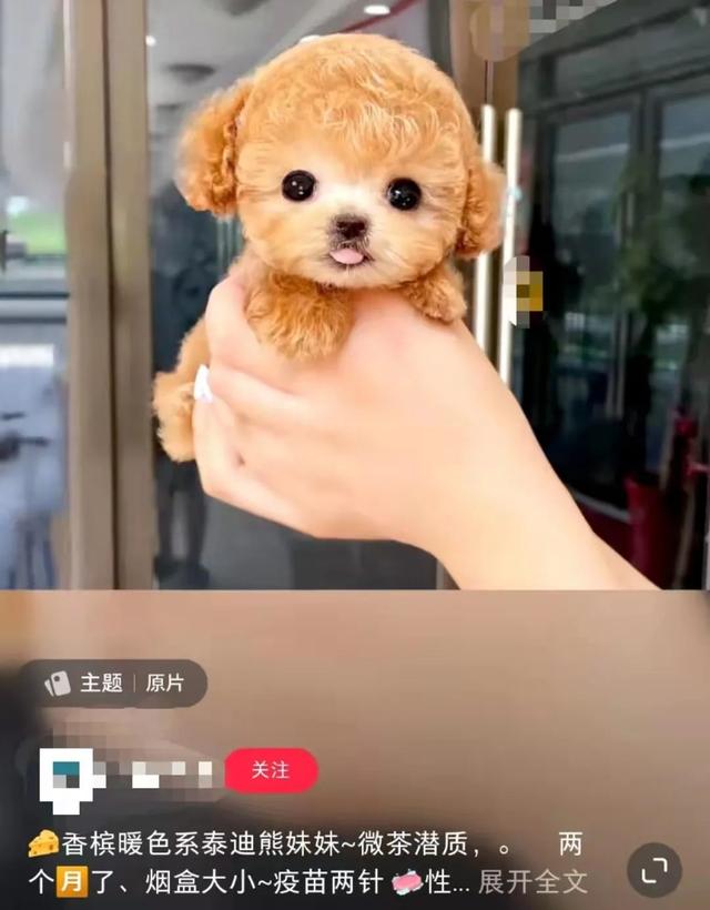 泰迪茶杯犬