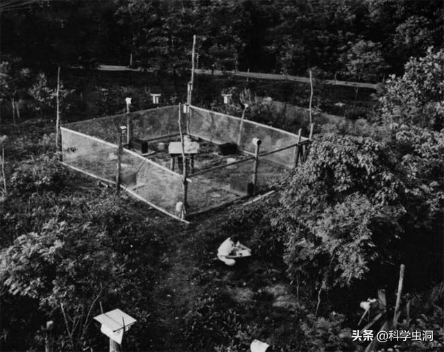 毛骨悚然的25号宇宙实验：在人造天堂里，鼠群560天后走向灭亡