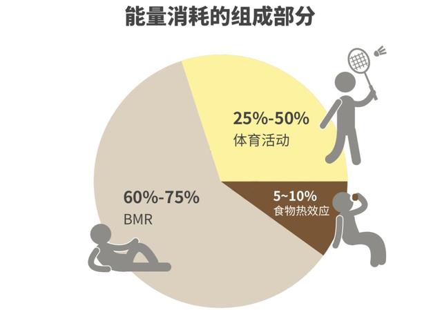 怎样通过饮食提高基础代谢