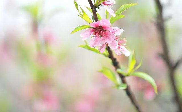 桃花什么时候开