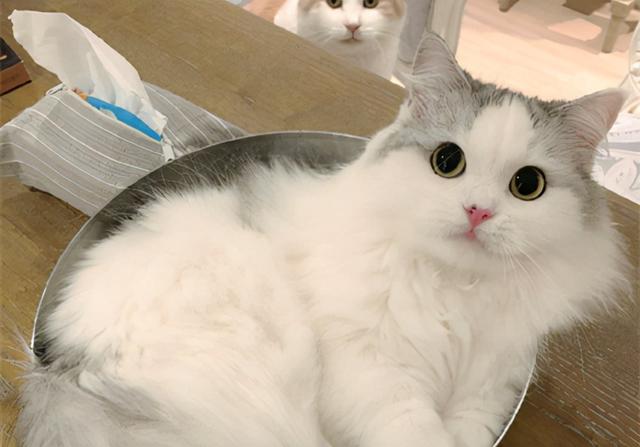 八面玲珑，长辈眼中“乖孩子”，朋友眼中“疯孩子”的星座