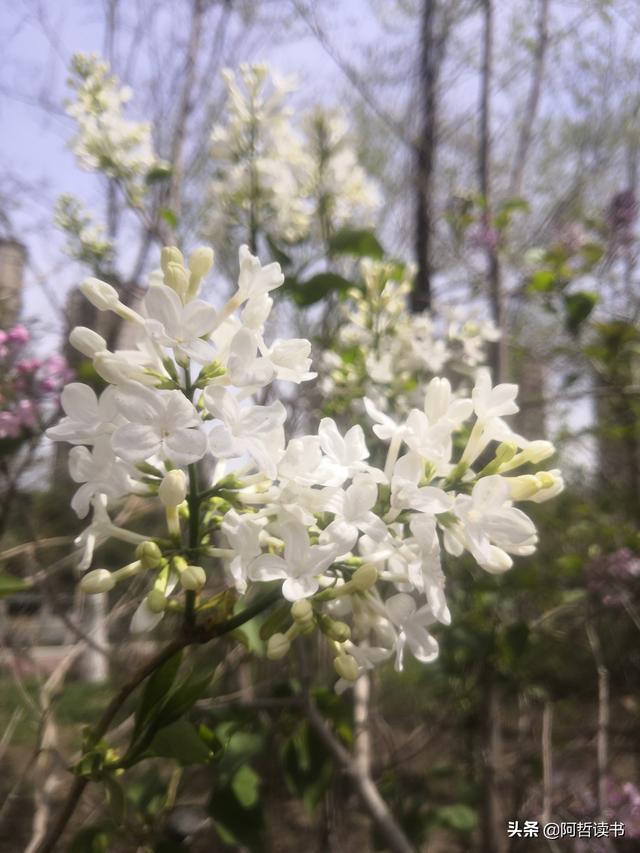 千千结里，暮春意徜徉，紫气更芬芳，丁香粉黛满城香