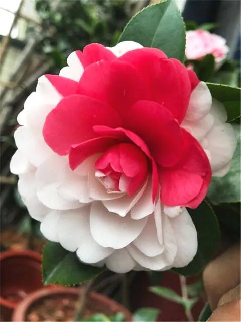 美丽的鲜花，姹紫嫣红，令人心情大好