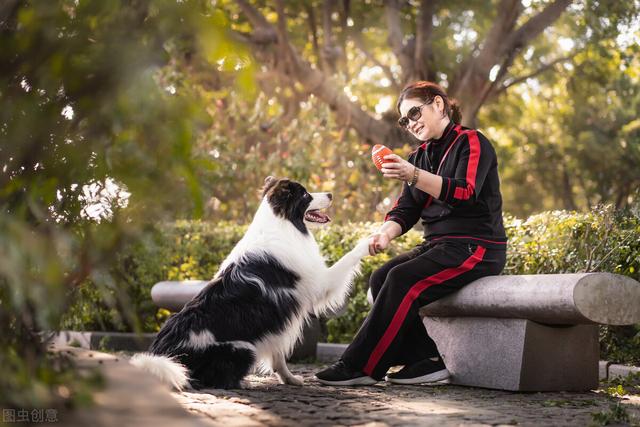 边牧 边牧（边牧是中型犬还是大型犬） 动物