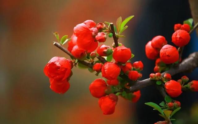 海棠花图片