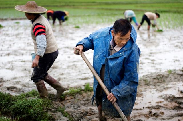 国际油价大涨，全球粮价已涨疯，国内面粉厂却抱团压价，咋回事？