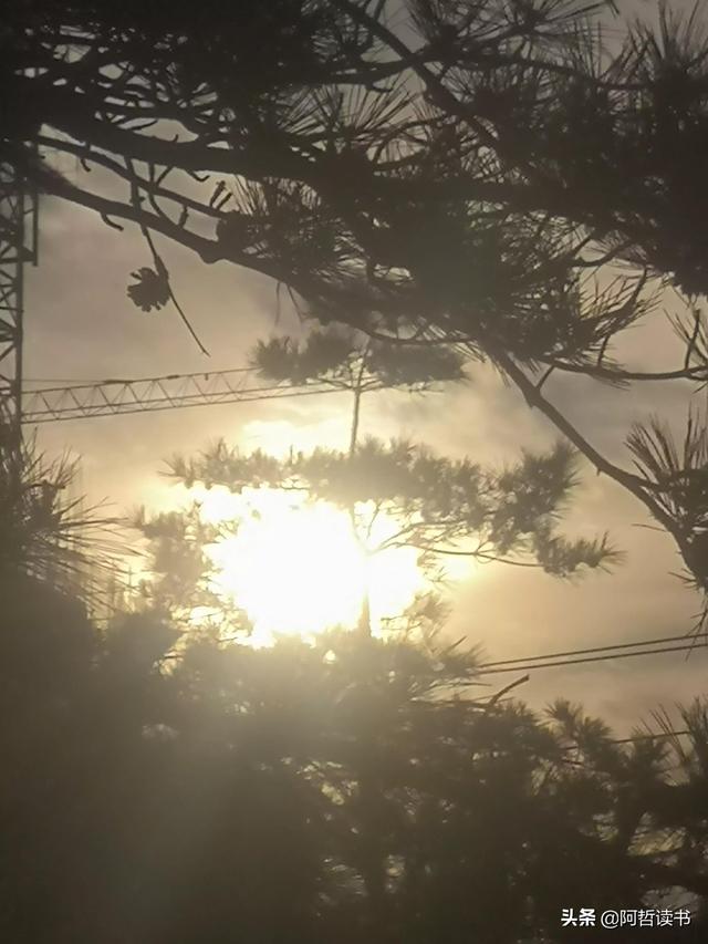 霞光唱晚，落日照松间，夕阳美无限