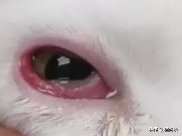 猫咪眼睛流泪睁不开是什么原因(猫眼角肿了个小包外眼角)