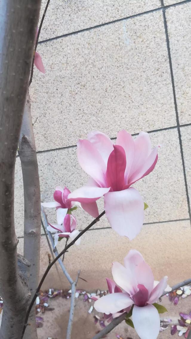 人间四月 花开的心绪［二首］