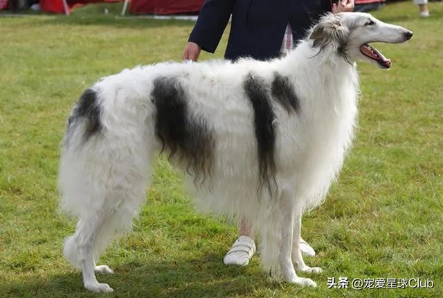 俄罗斯狼犬