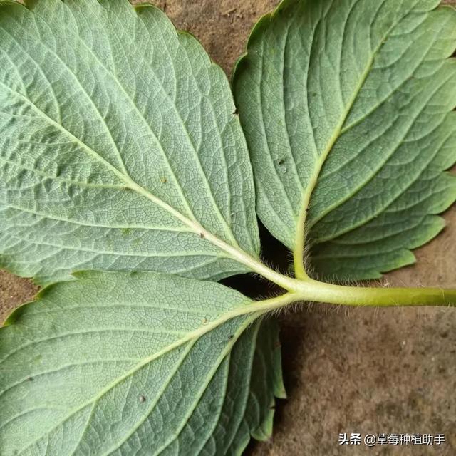 草莓上越冬的红蜘蛛开始活动了，打掉它，春天就不会爆发了