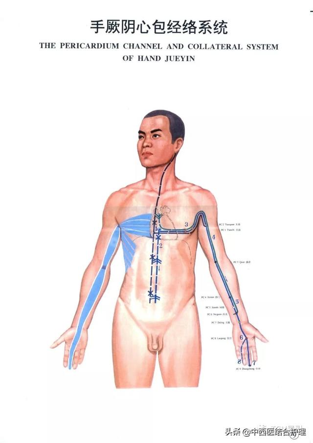「经络养生科普」十二经筋/经络之手厥阴（心包）筋经