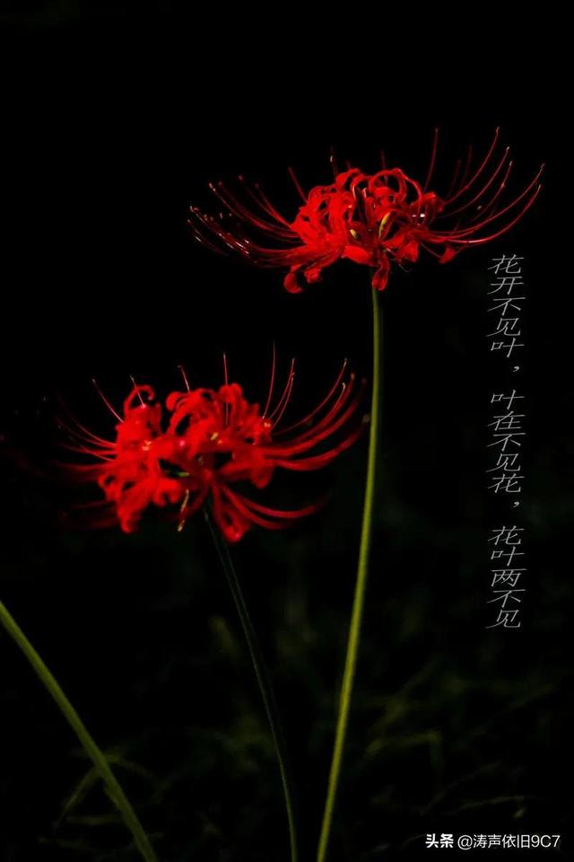 黑色彼岸花图片(黑色彼岸花的花语)