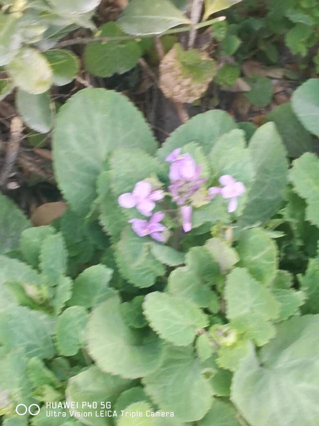 花红、柳绿