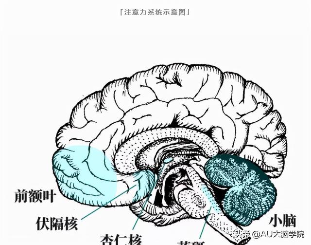 AU小绿罐提醒：注意力系统在大脑内部的工作原理是什么？