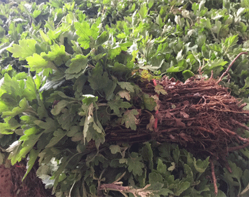 植物知识：菊花11月份可以连根移栽吗？掌握好4个注意事项，可以